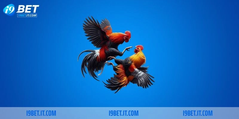 Cần lưu ý gì về đá gà trực tiếp Thomo?