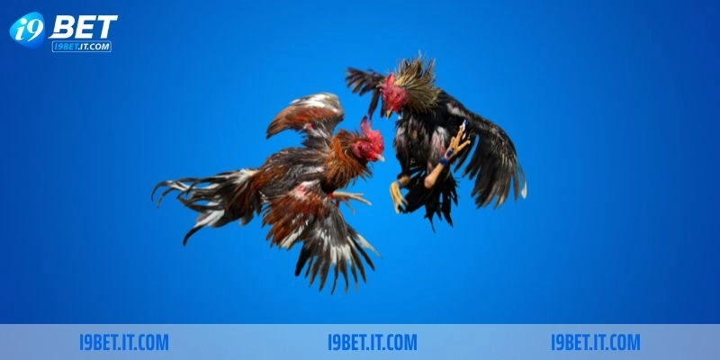 Vài nét về đá gà trực tiếp Thomo